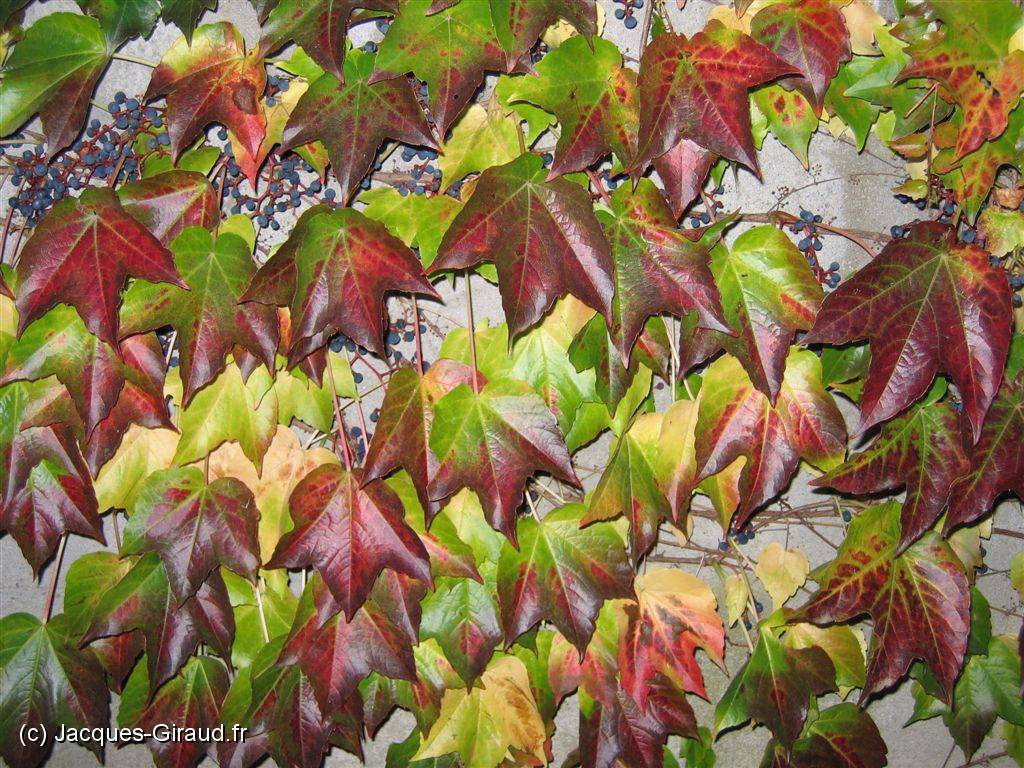 2005-10-24 18-16-29 Octobre 46,3mm 1_60_eme F3,2.JPG